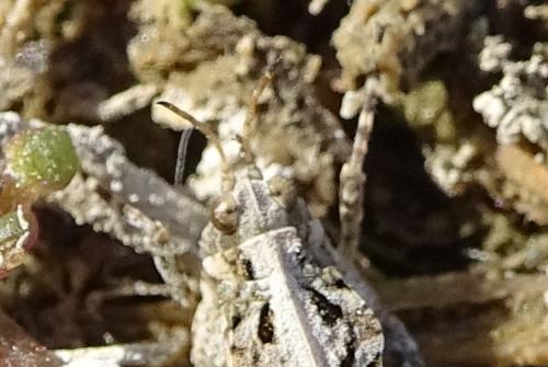 Tetrix ceperoi ceperoi